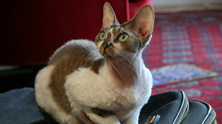 Devon Rex cat