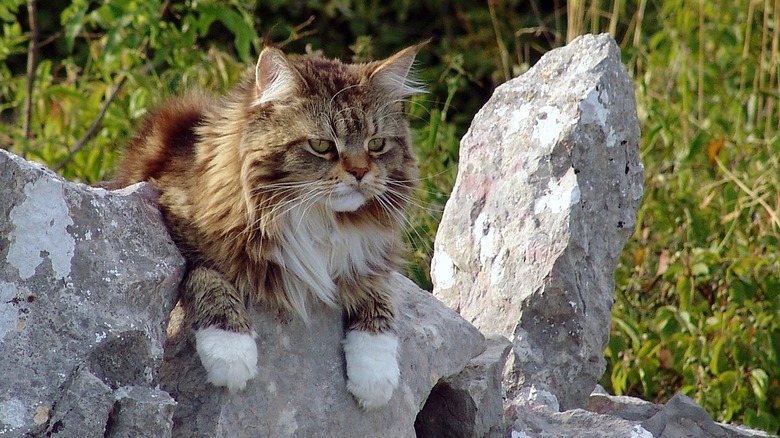 Maine Coon cat on rocks
