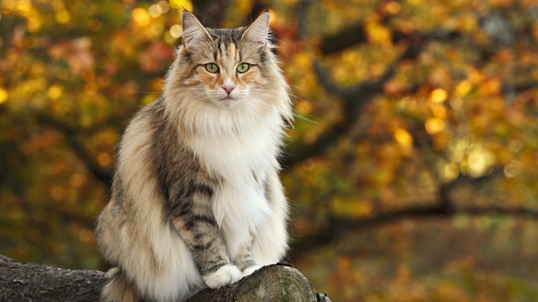 Norwegian Forest Cat sitting on branch