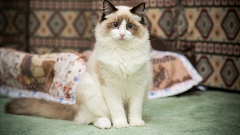 Ragdoll purebred cat