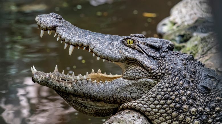profile of crocodile's head  