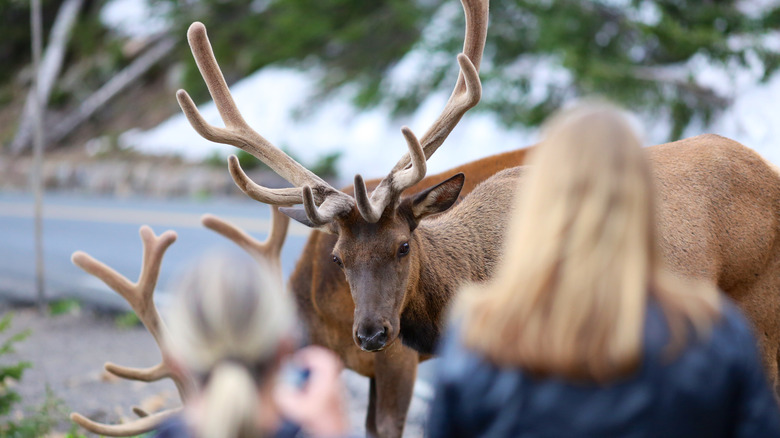 photographers standing too close to elk