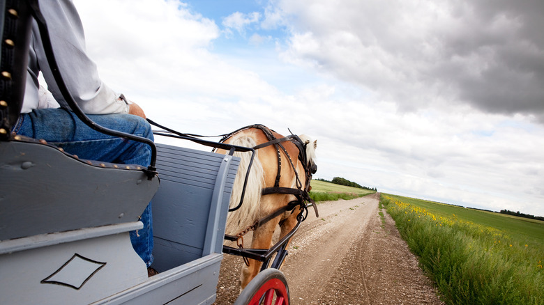 Amish man driving horse-drawn buggy
