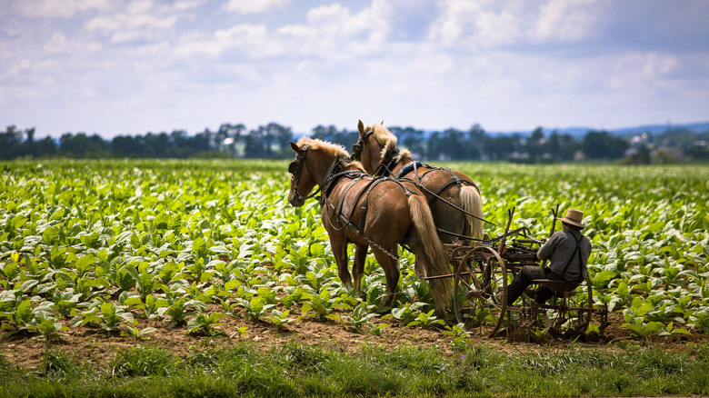 Amish farmer working land