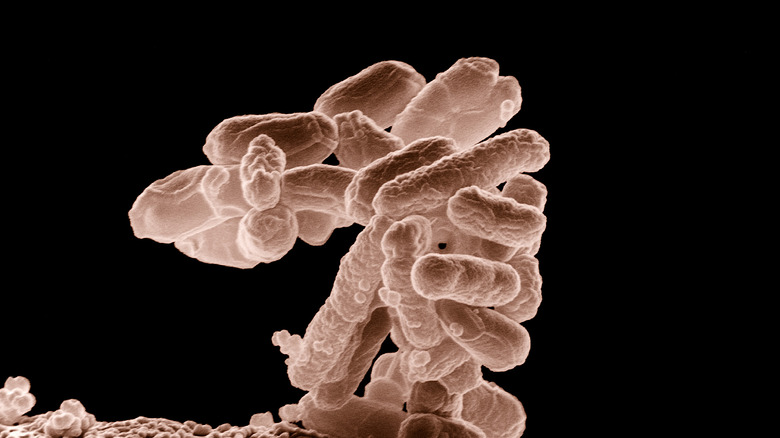 Escherichia coli