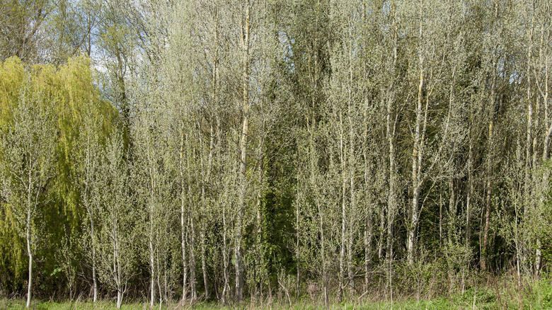 white poplar trees