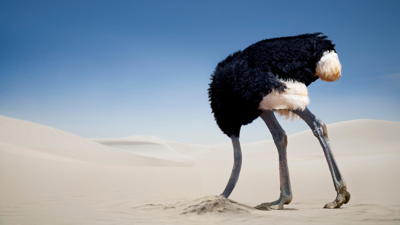 What ostriches don't do