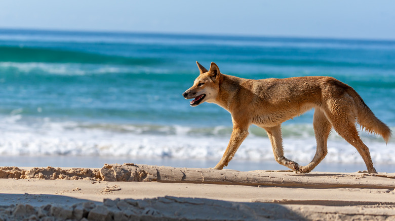 Fraser Island dingo