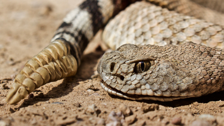 rattlesnake in the desert