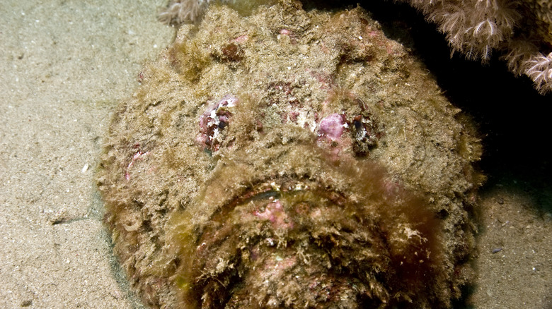 stonefish camoflague