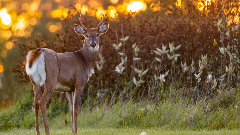 white-tailed deer sunset