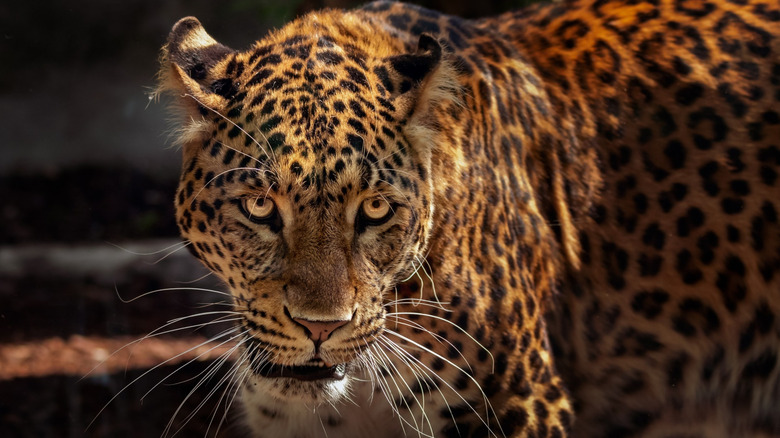 jaguar looking mildly annoyed