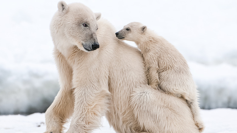 polar bear and baby