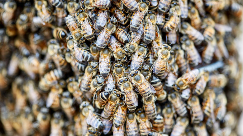 africanized honey bee close