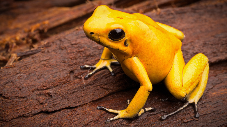 poison dart frog south america