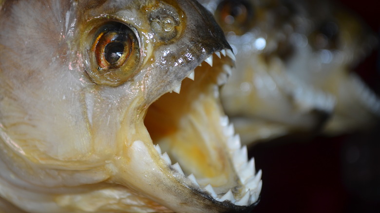 red-bellied piranha teeth