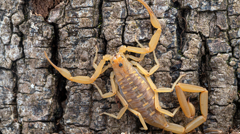 arizona bark scorpion deadly