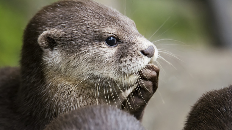 otter looking cute, would pet