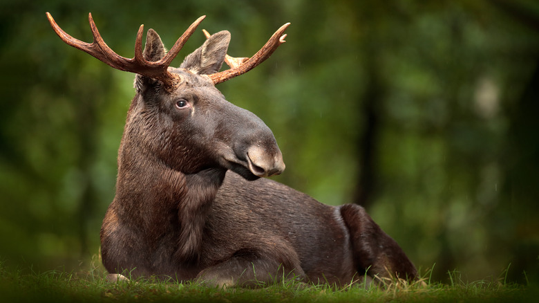 an only slightly goofy-looking moose