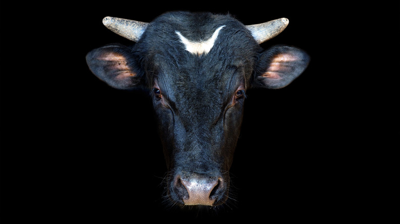 close up cow bull