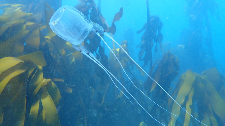 box jellyfish swimming kelp forest