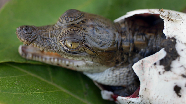 adorable baby american crocodile, would pet