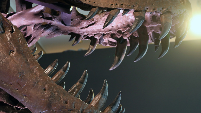 Tyrannosaurus Rex skull fossil close up mouth teeth
