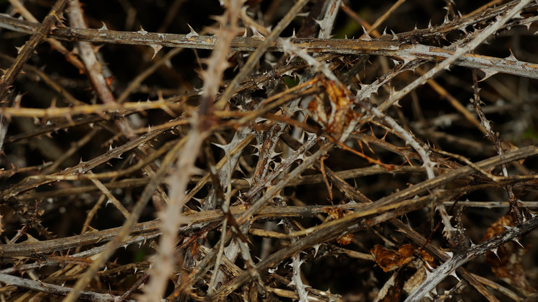 close up of a bramble bush