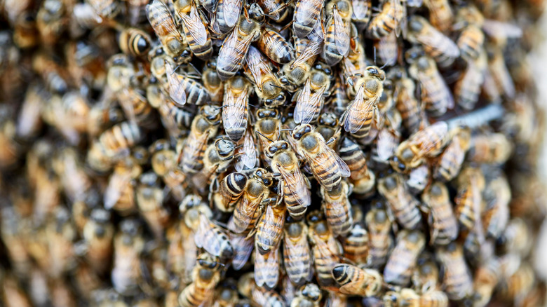 Swarm of Africanized honey bees