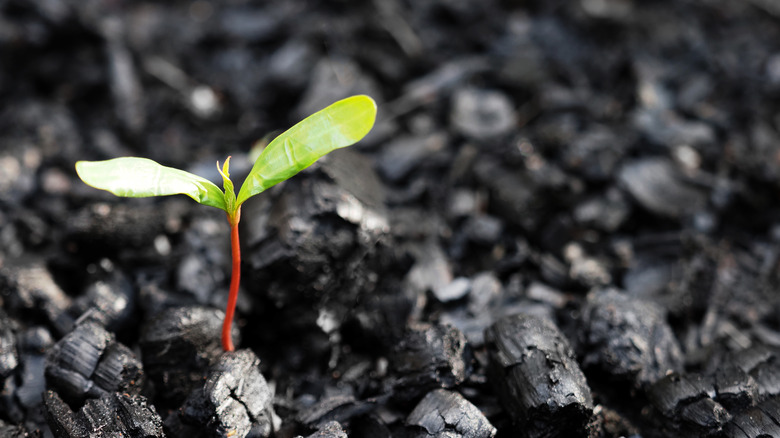 Plant growing from rocks