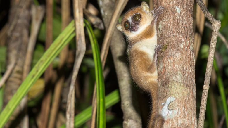 pygmy mouse lemur