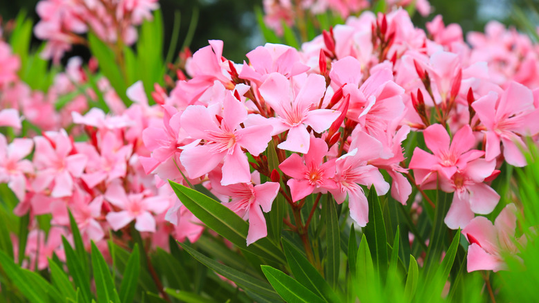 oleander plant in bloom