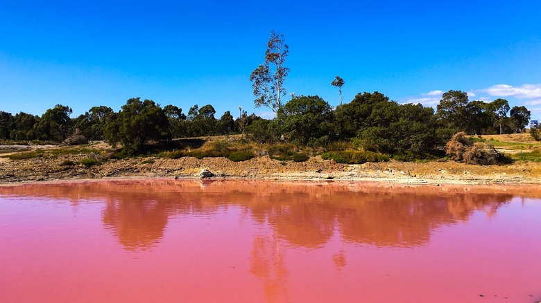 pink lake