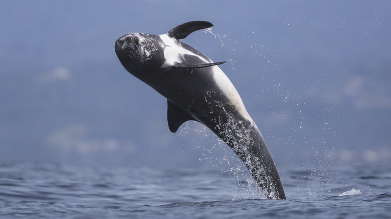 risso's dolphin out of water