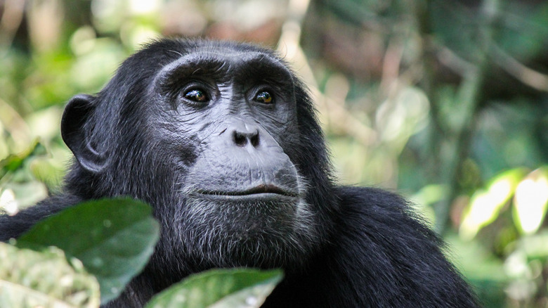 a chimpanzee