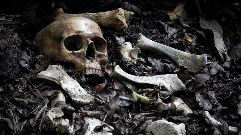 Human skull and bones in leaves