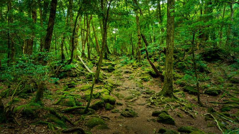 Aokigahara trees suicide forest