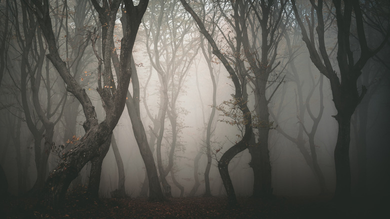 Hoia Baciu haunted forest