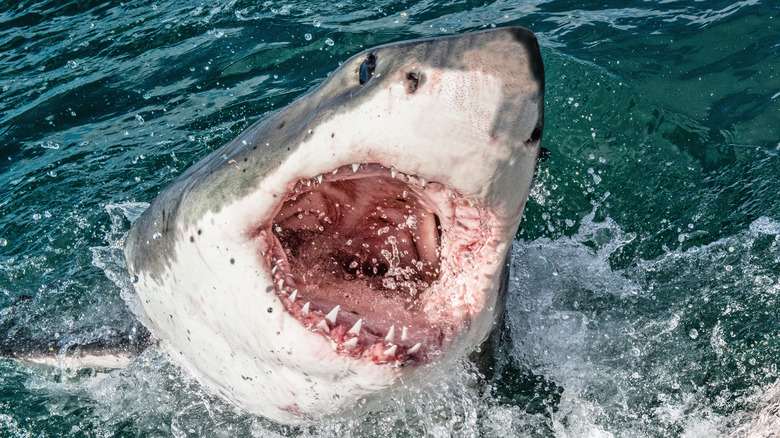 shark with mouth open