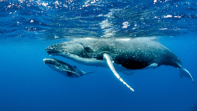 humpback whale and calf