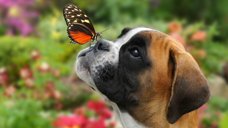 Boxer dog with butterfly on nose