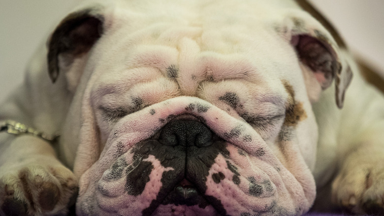 Bulldog sleeping