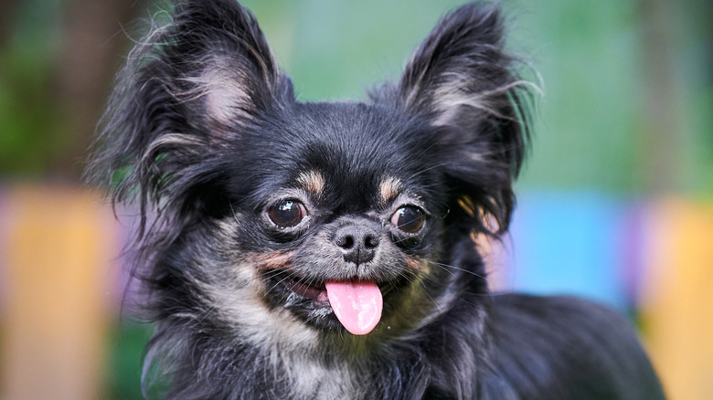 Long-haired chihuahua big ears tongue out