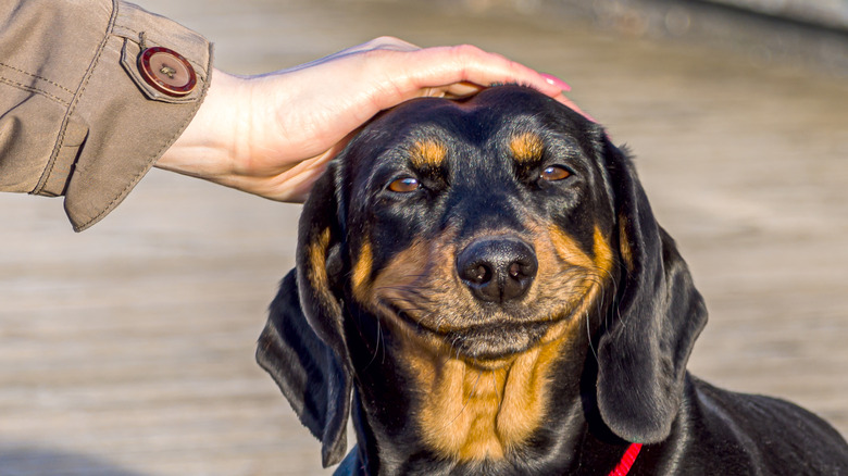 Hand on dachshund head