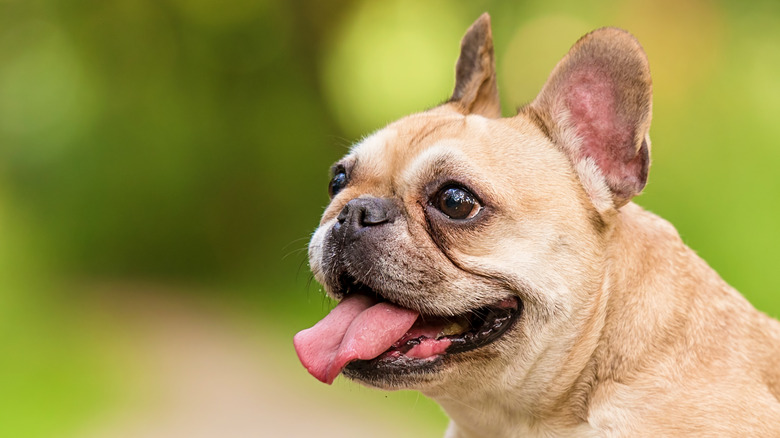 French bulldog tongue out