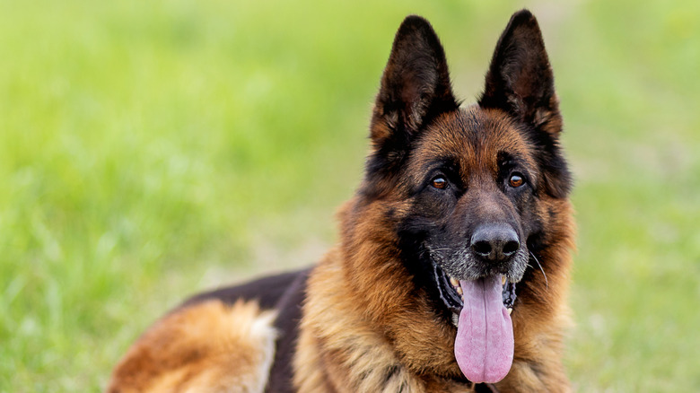 German shepherd tongue out on grass