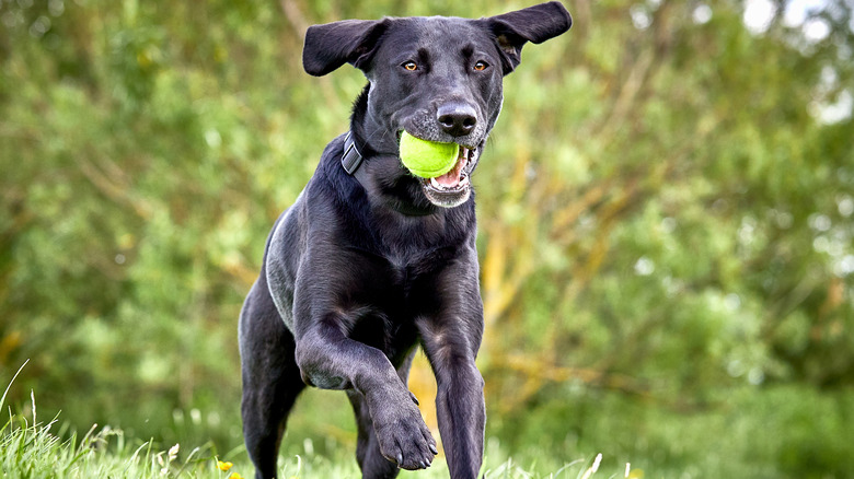 Black lab retriever with tennis ball in mouth