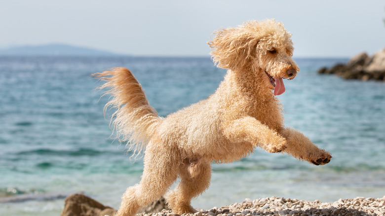 White poodle jumping on beach