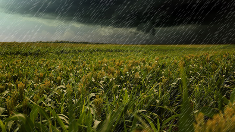 rain falling on crops