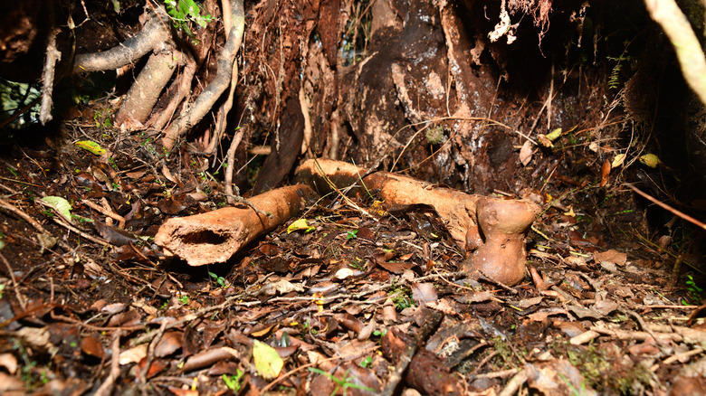 bones of an Eastern Moa